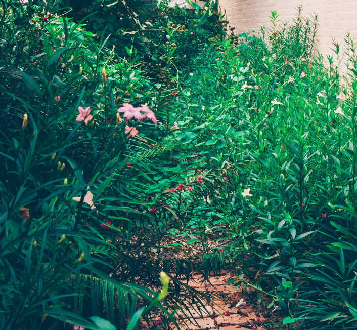 Overgrown gardens needs cleanup