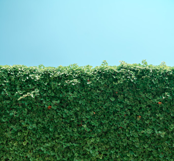 Hedges need trimming and pruning