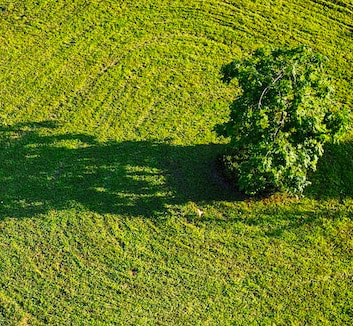Grass needs regular mowing