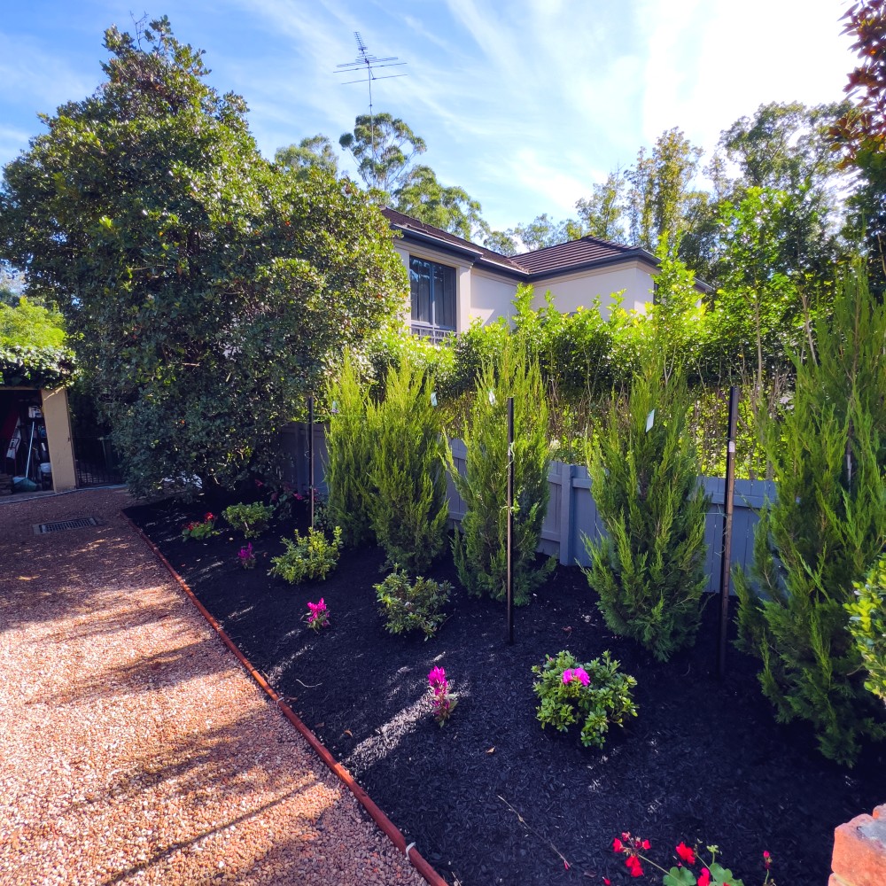 This garden uses loose pine bark mulch to contrast with the pine varieties This garden uses loose pine bark mulch to contrast with the pine varieties