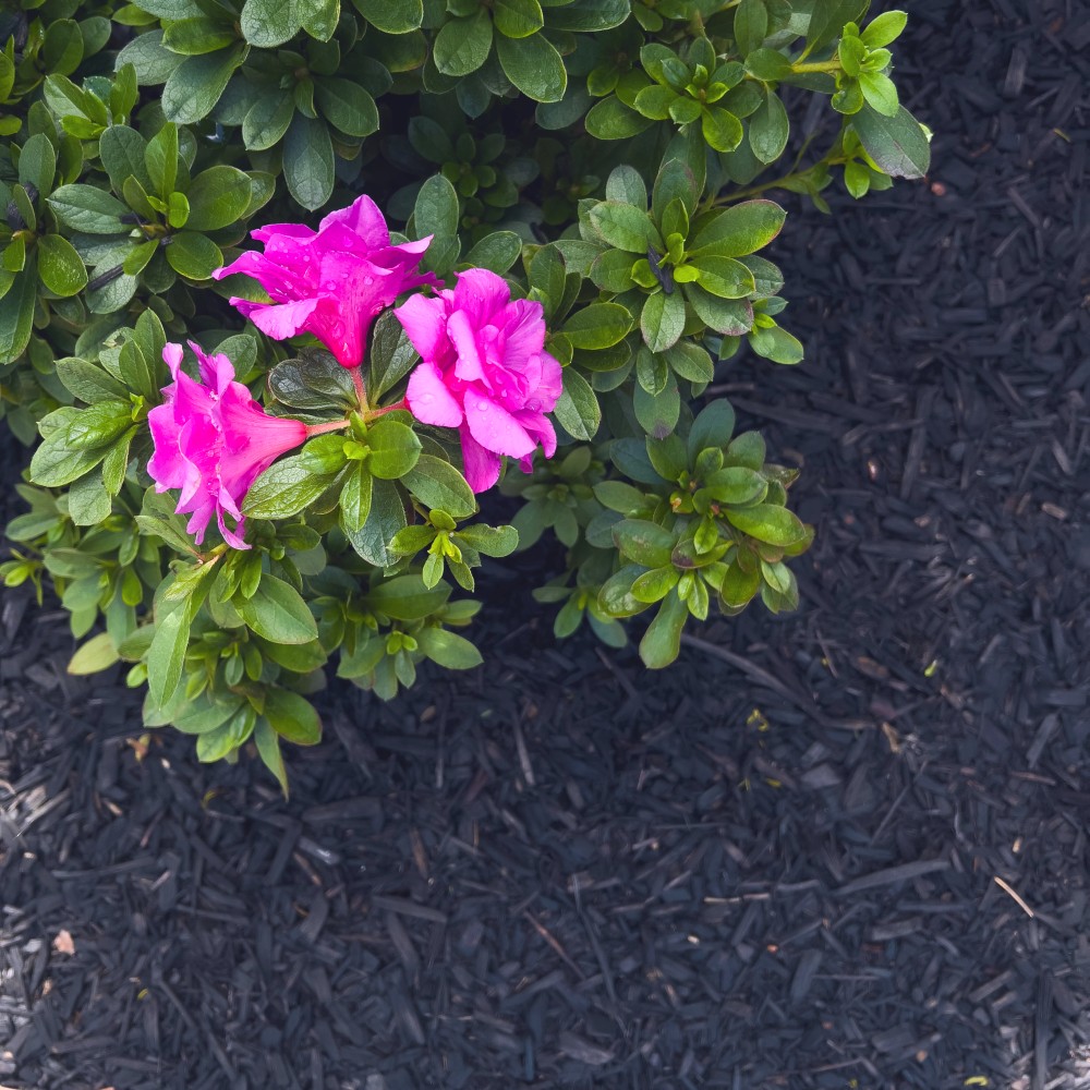 Loose pine bark mulch also contrasts well with bright coloured flowers Loose pine bark mulch also contrasts well with bright coloured flowers